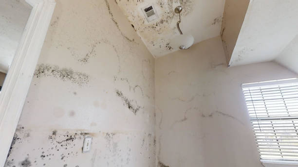 Best Airborne Mold Testing  in Eagle Lake, FL