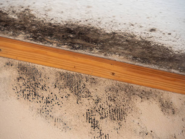 Best Biohazard Mold Removal  in Eagle Lake, FL