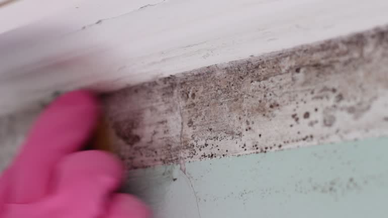 Professional Mold Removal in Eagle Lake, FL